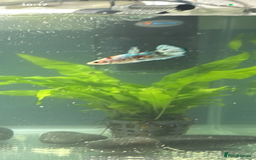 Bettas fish for sale: King betta very friendly  - Image 4