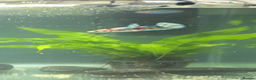 Bettas fish for sale: King betta very friendly  - Advert 4