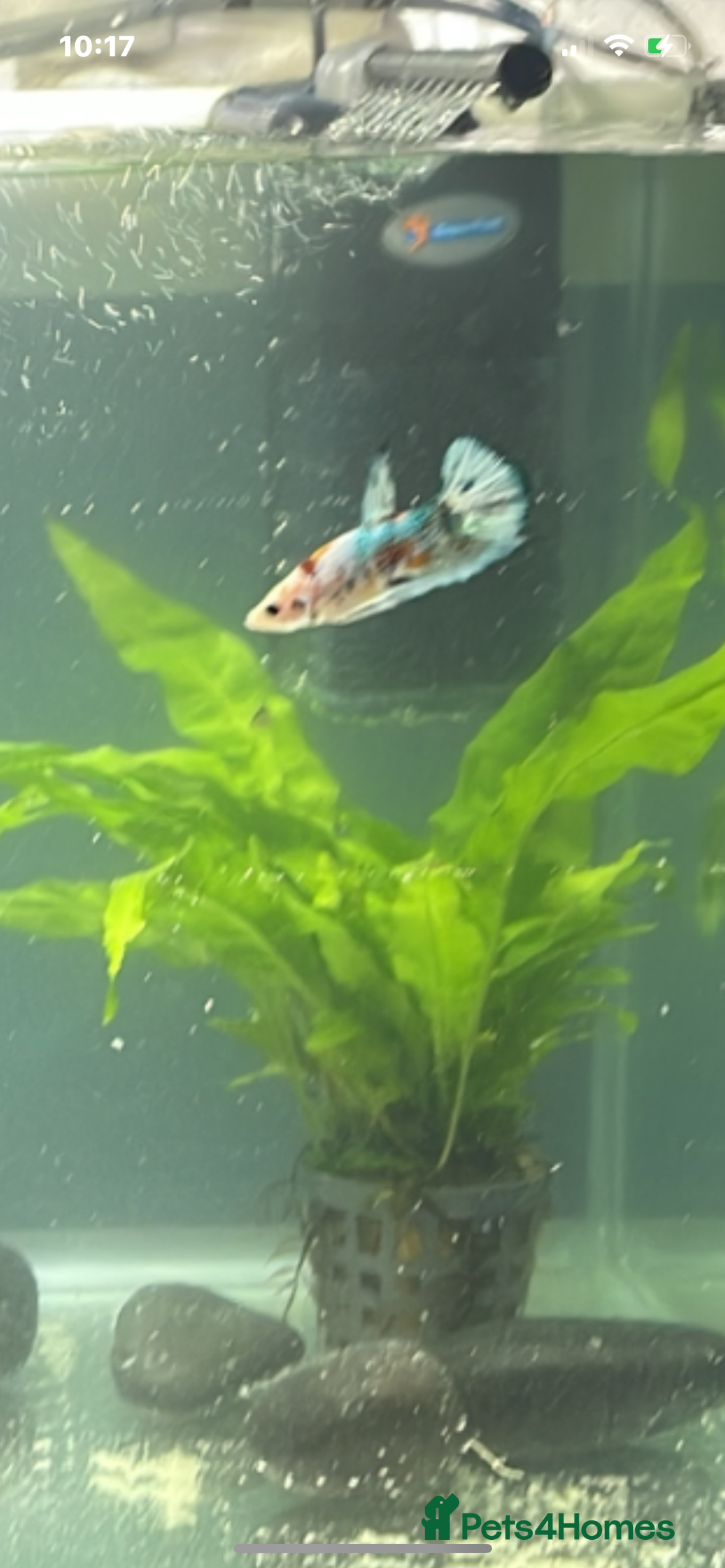 Bettas fish for sale: King betta very friendly  - Image 4