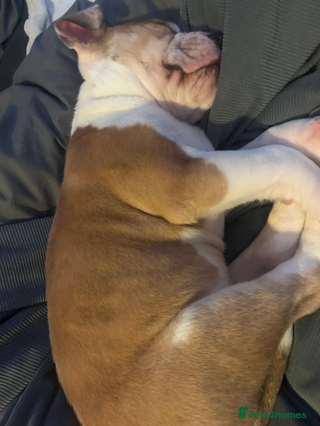 Mixed Breed dogs for sale: Staff x bulldog  - Advert 7