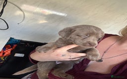 Labrador Retriever dogs for sale: Stunning silver Labradors  - Image 13