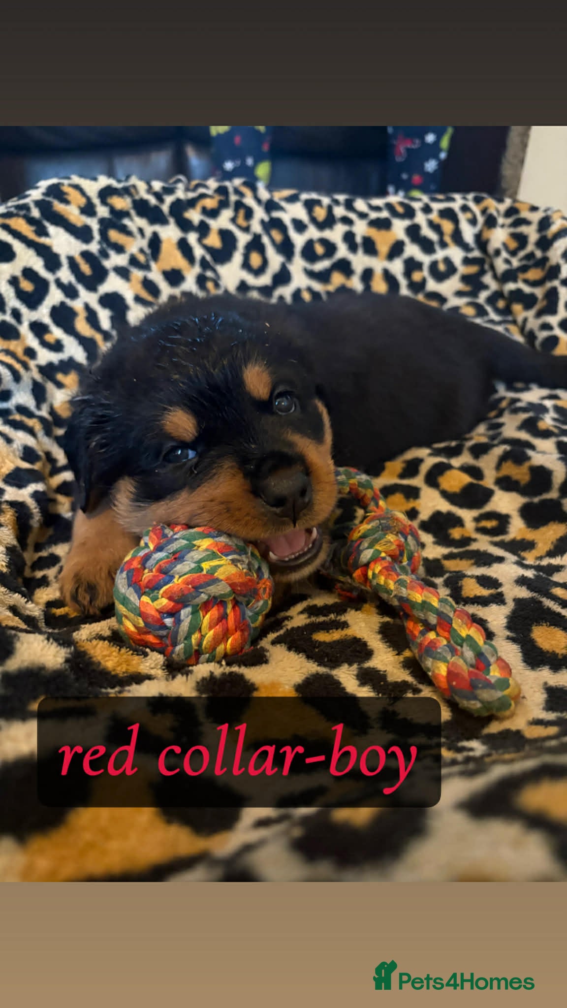 Rottweiler dogs Rottweiler Puppies  - Advert 2