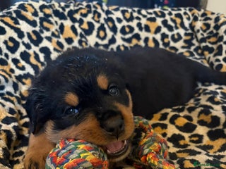 Rottweiler dogs Rottweiler Puppies - Advert 12