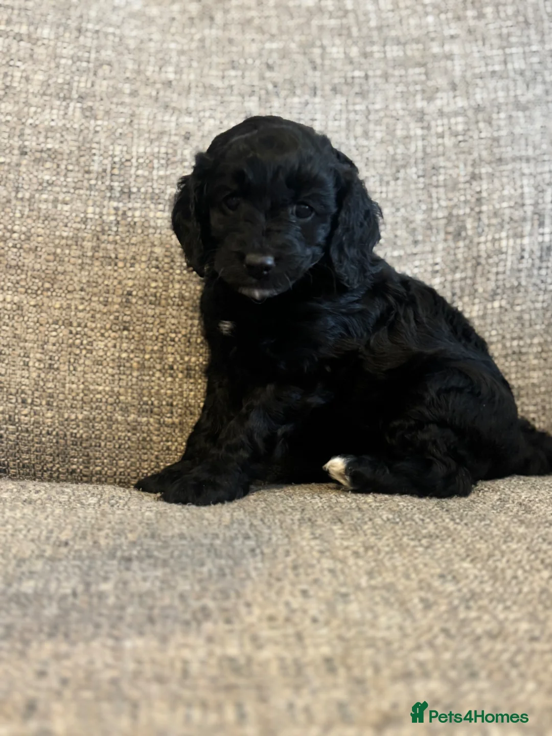 Cockapoo dogs for sale: Beautiful cockapoo puppies - Advert 2