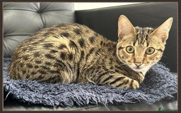 Savannah cats for sale: Dramatically reduced and ready F5 SBT Savannahs in Bingley - Image 15