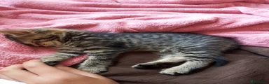 JOJO