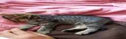 Bengal cats for sale: Beautiful kitten ready for new home 🐾🐈 - Advert 9