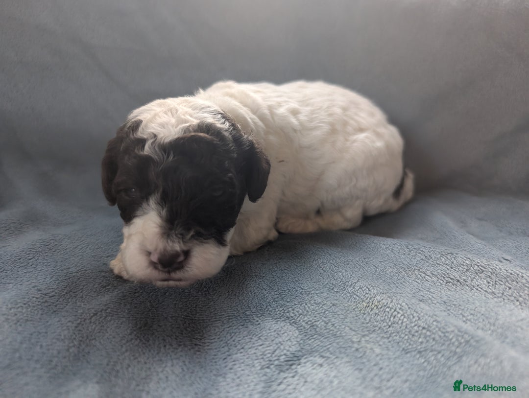 Miniature Poodle dogs for sale: Stunning Miniature poodles parti/merle - Image 12