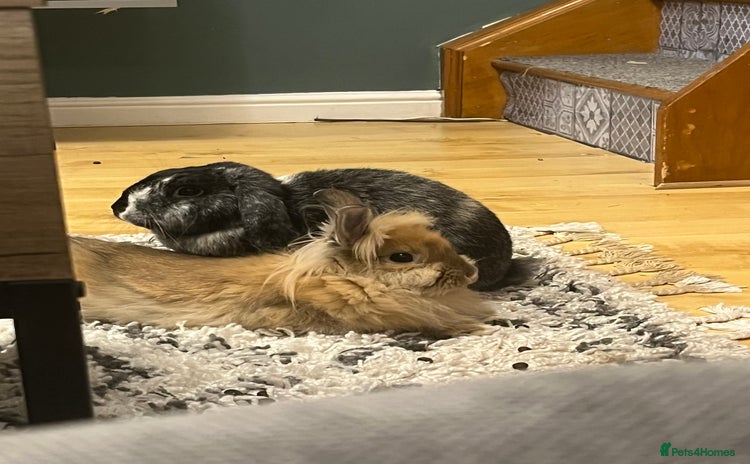 Mini Lion Lop rabbits for sale in Blackburn - Advert 1