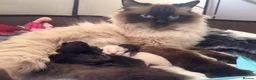 Mixed Breed cats for sale: The last Ragdoll & British long hair kitten - Advert 6