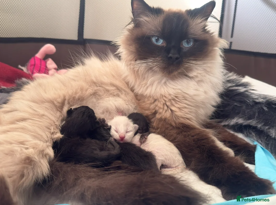 Mixed Breed cats for sale: The last Ragdoll & British long hair kitten - Advert 6