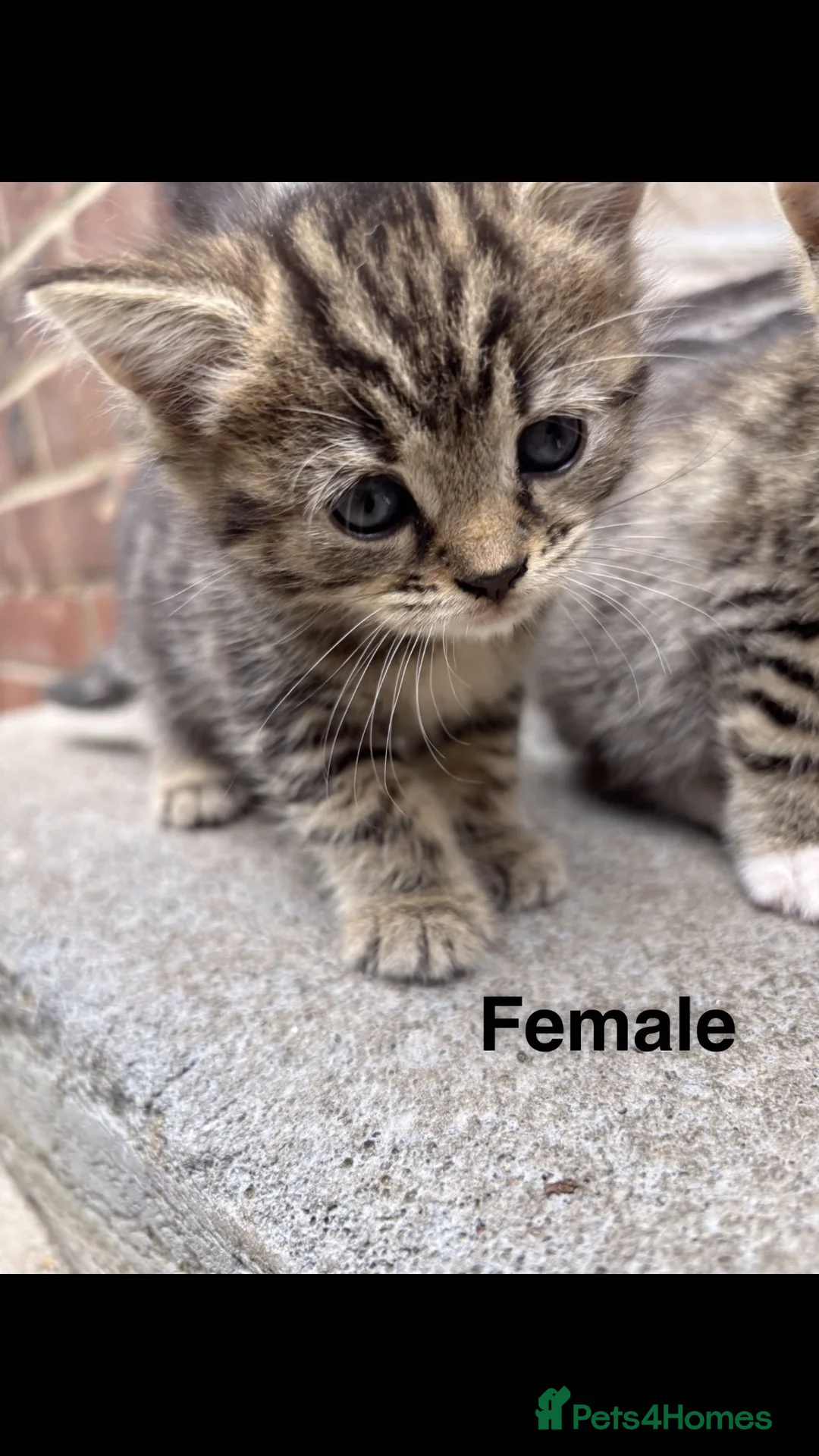 Bengal cats for sale: 4 Beautiful Kittens Looking for a Home - Advert 1