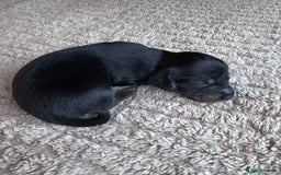 Miniature Dachshund dogs for sale: Miniature long-haired dachshunds - Image 5