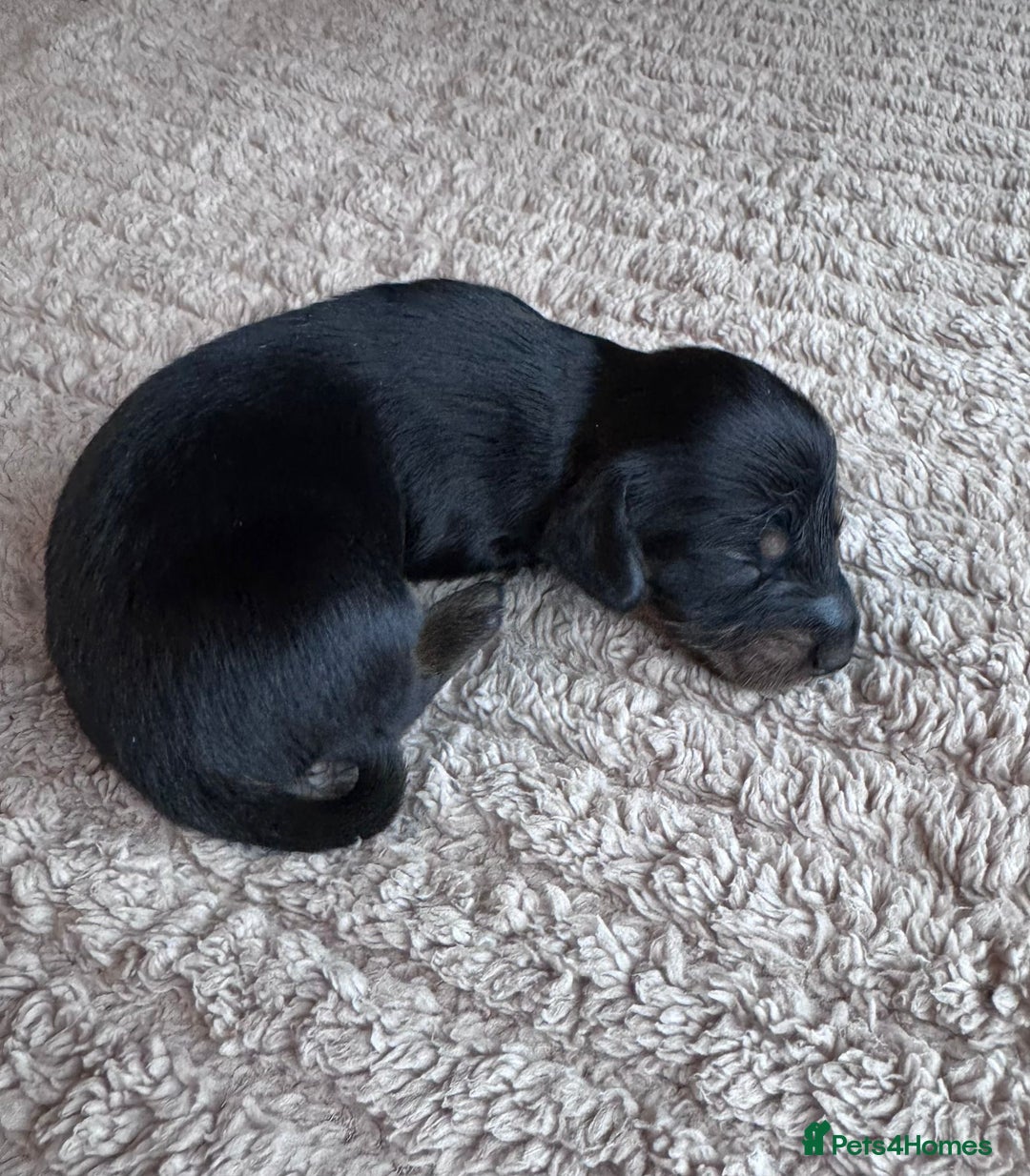 Miniature Dachshund dogs for sale: Miniature long-haired dachshunds - Image 5