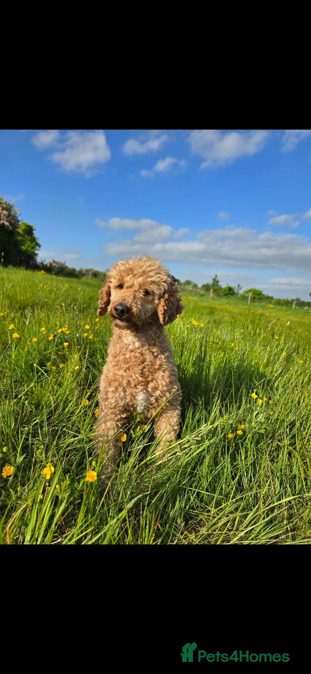 Miniature Poodle dogs for stud: Mini poodle stud. DNA clear - Image 3