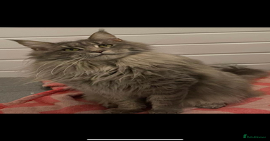 Maine Coon cats - Advert 5