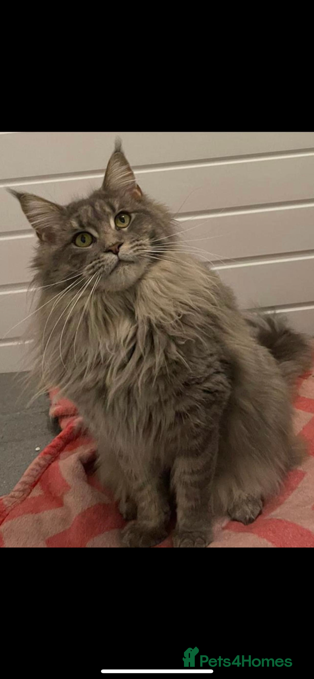 Maine Coon cats for sale: XL Russian Cubs 🇷🇺❤️ - Image 2