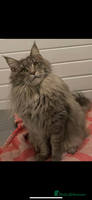 Maine Coon cats - Advert 13