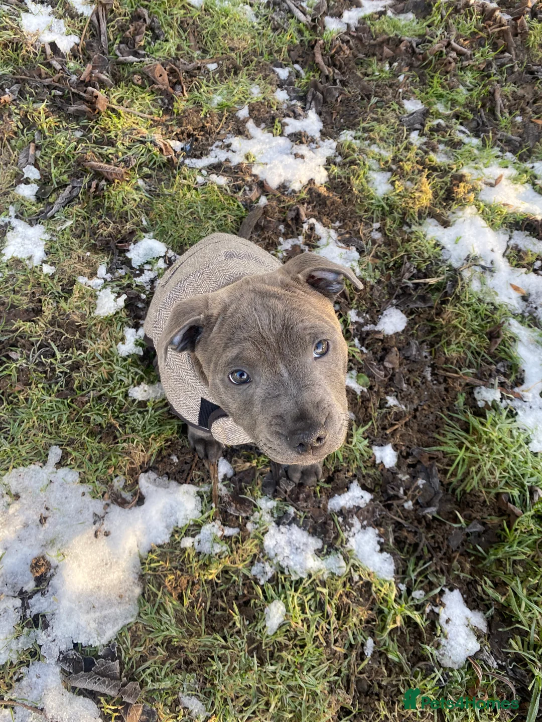 Staffordshire Bull Terrier dogs for sale: 🏆 CHAMPION BLUE BITCH READY TO LEAVE 🏆 - Advert 17
