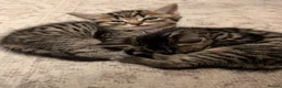 Mixed Breed cats for sale: Kittens for sale  - Advert 8