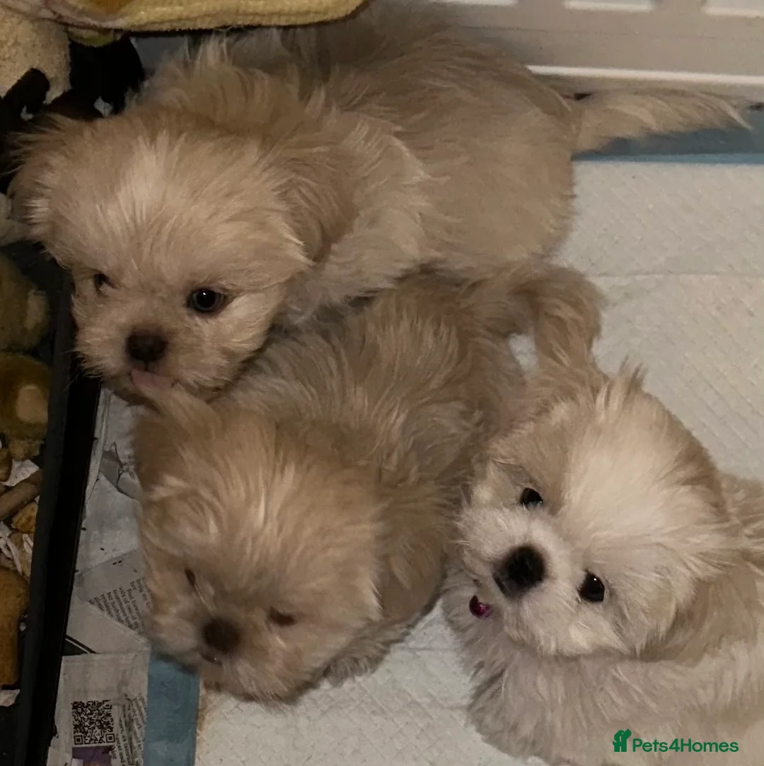 Shih Tzu dogs for sale: White Lavender Shih Tzu Puppies in Henley-on-Thames - Advert 35