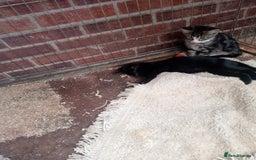 Mixed Breed cats for sale: 2friendly male kittens  - Image 3