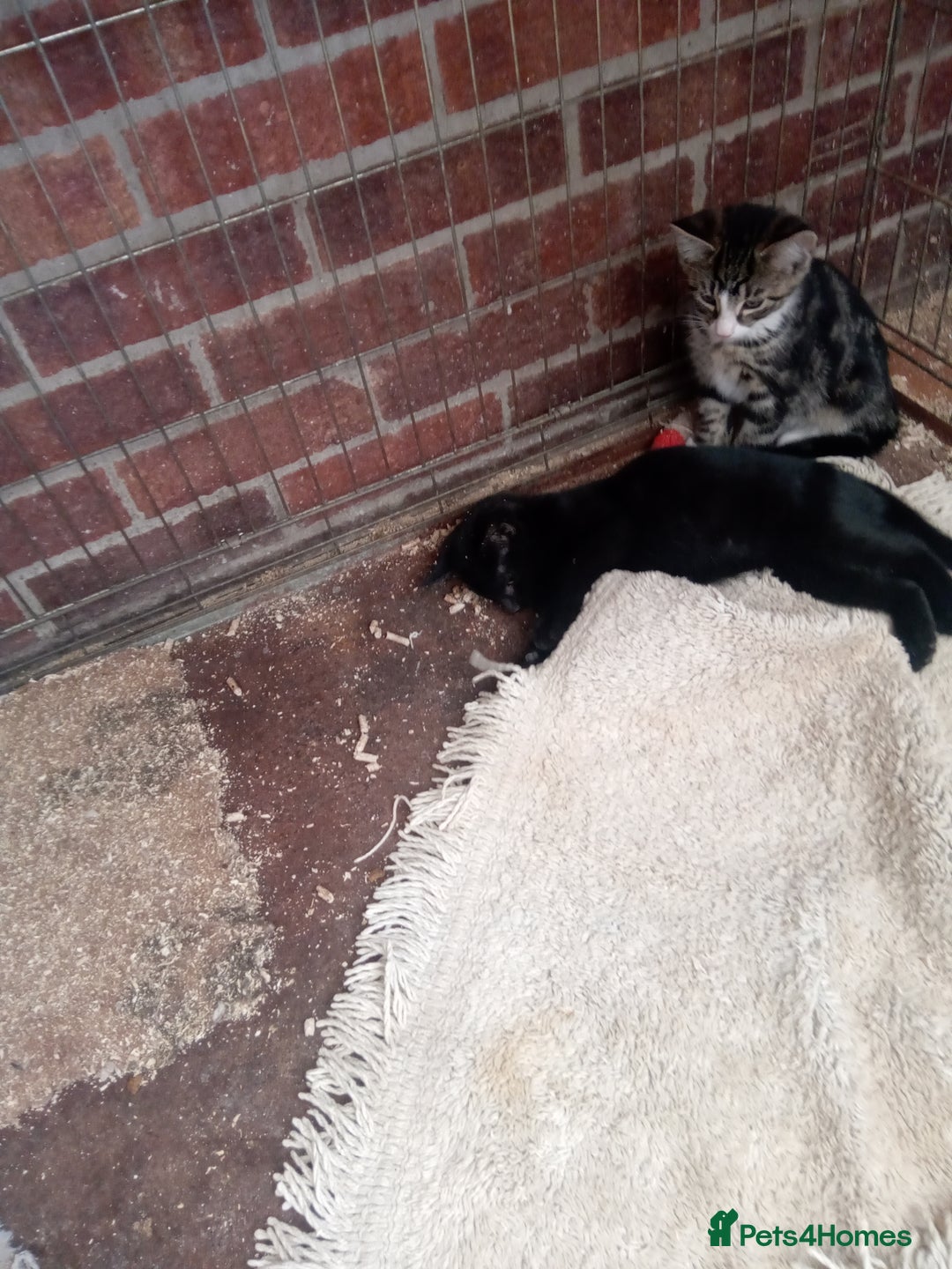 Mixed Breed cats for sale: 2friendly male kittens  - Image 3