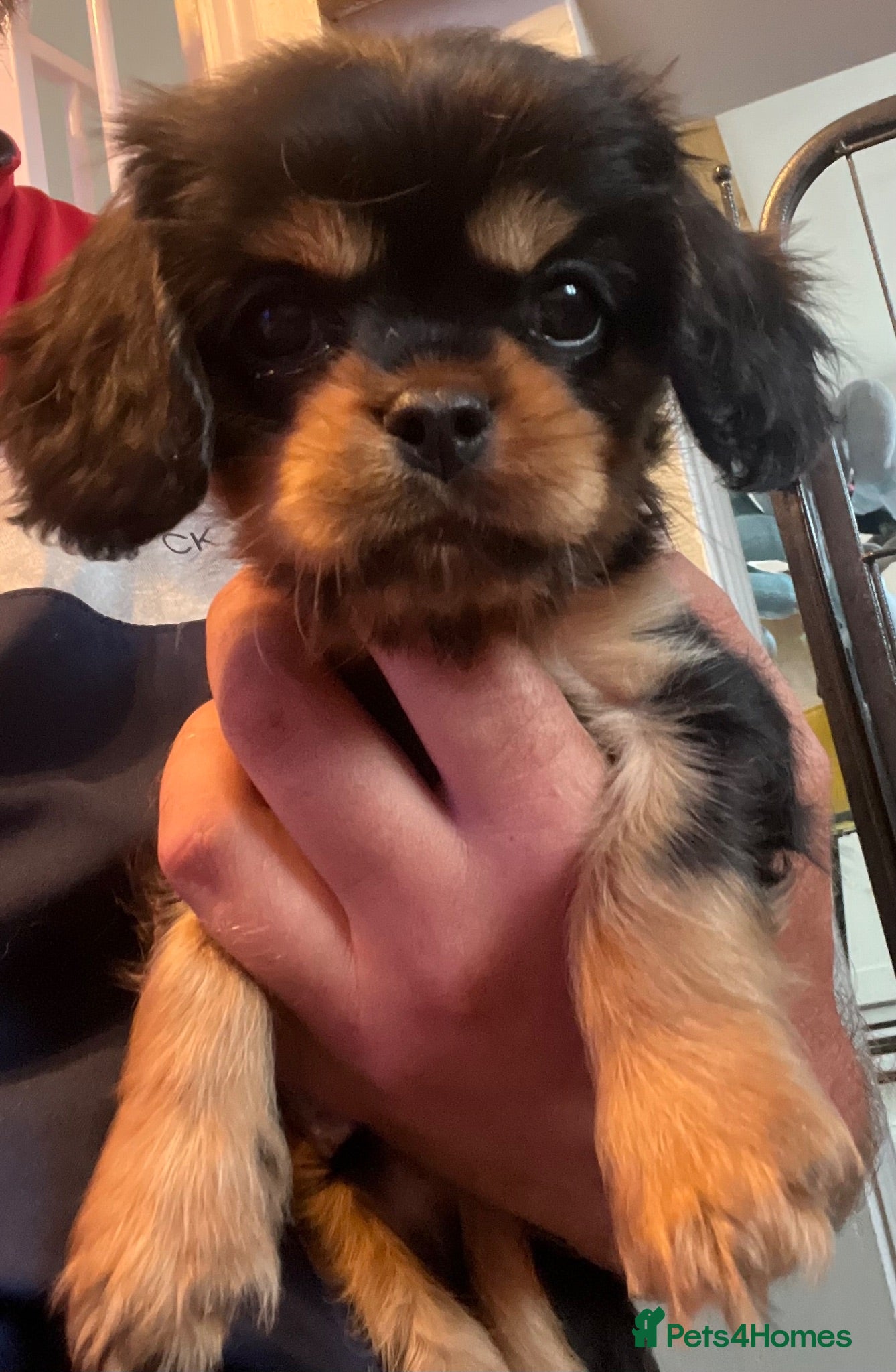 Cavalier King Charles Spaniel dogs Beautiful CKCS Boys  - Advert 1