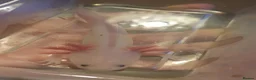 Axolotl reptiles for sale: Baby axolotls  - Advert 5