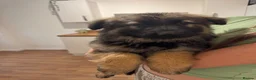 German Shepherd dogs for sale: Female long hair Germany shepherd pup - Advert 14