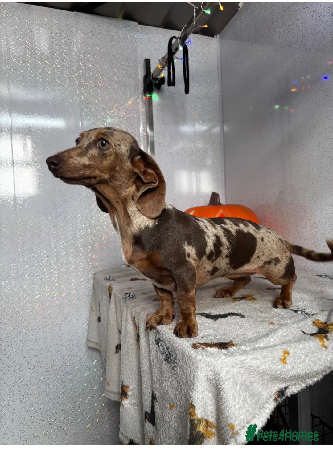 Miniature Dachshund dogs for sale: Isabella dapple female miniature dachshund  - Advert 2