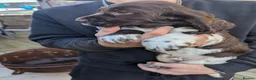 Cocker Spaniel dogs for sale: Cocker Spaniel Worker PUPPY 💙❤️,1BOY💙 ,1GIRL♥️ - Advert 3
