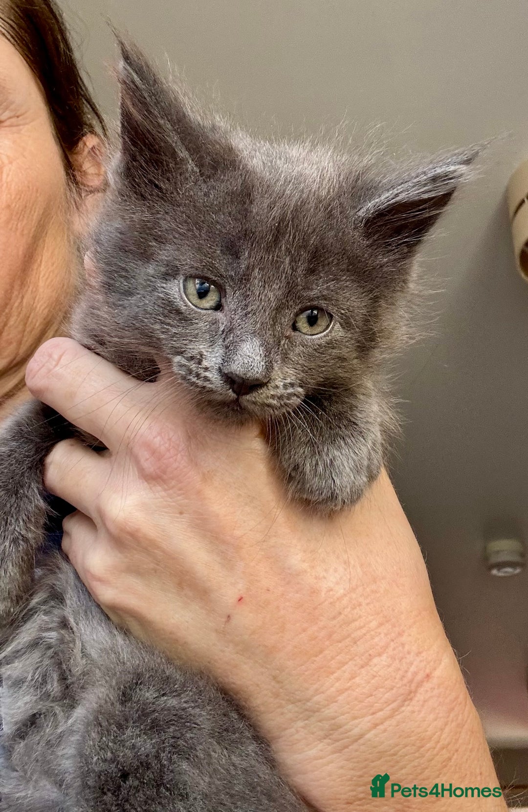 Mixed Breed cats for sale: 3/4 Maine Coon 1/4 ragdoll kittens ready - Advert 11