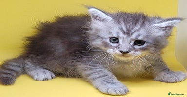 Maine Coon cats - Advert 2