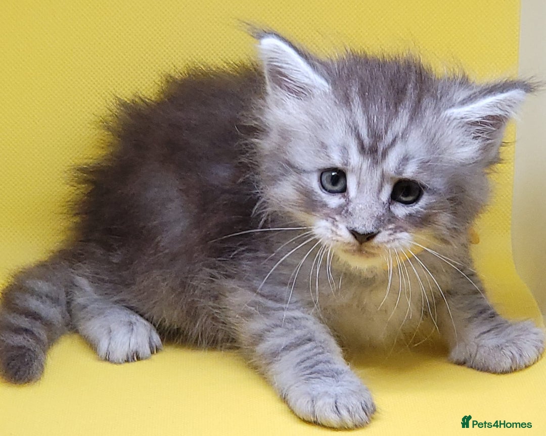 Maine Coon cats for sale: Ready Now Maine Coon kittens - Image 15
