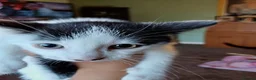 Mixed Breed cats for sale: Kittens for sale in London - Advert 2