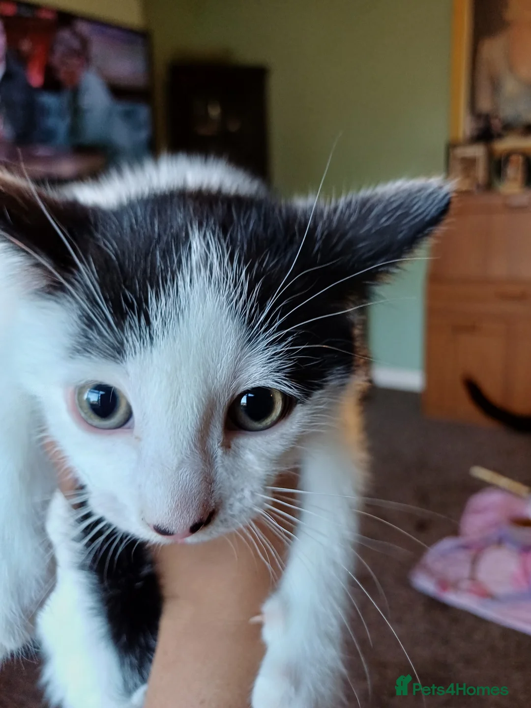 Mixed Breed cats for sale: Kittens for sale in London - Advert 2