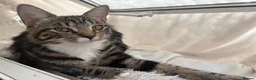 Mixed Breed cats for sale: 4 beautiful kittens need new homes - Advert 2