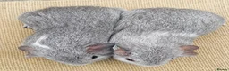 Guinea Pig rodents for sale: Guinea pigs for loving new homes - Advert 7