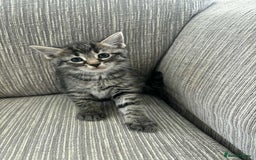 Mixed Breed cats for sale: 6 beautiful kittens - Image 1