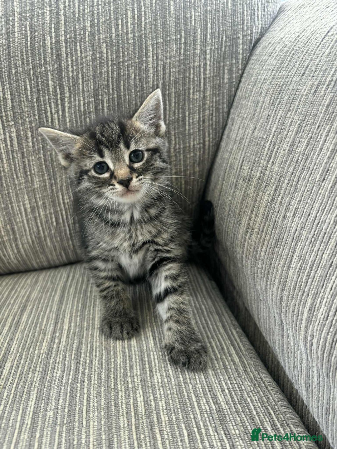 Mixed Breed cats for sale: 6 beautiful kittens - Image 1