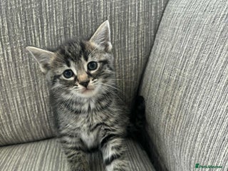 Mixed Breed cats - Advert 9