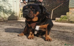 Mastiff dogs for sale: Beautiful female Mastiff  - Image 3