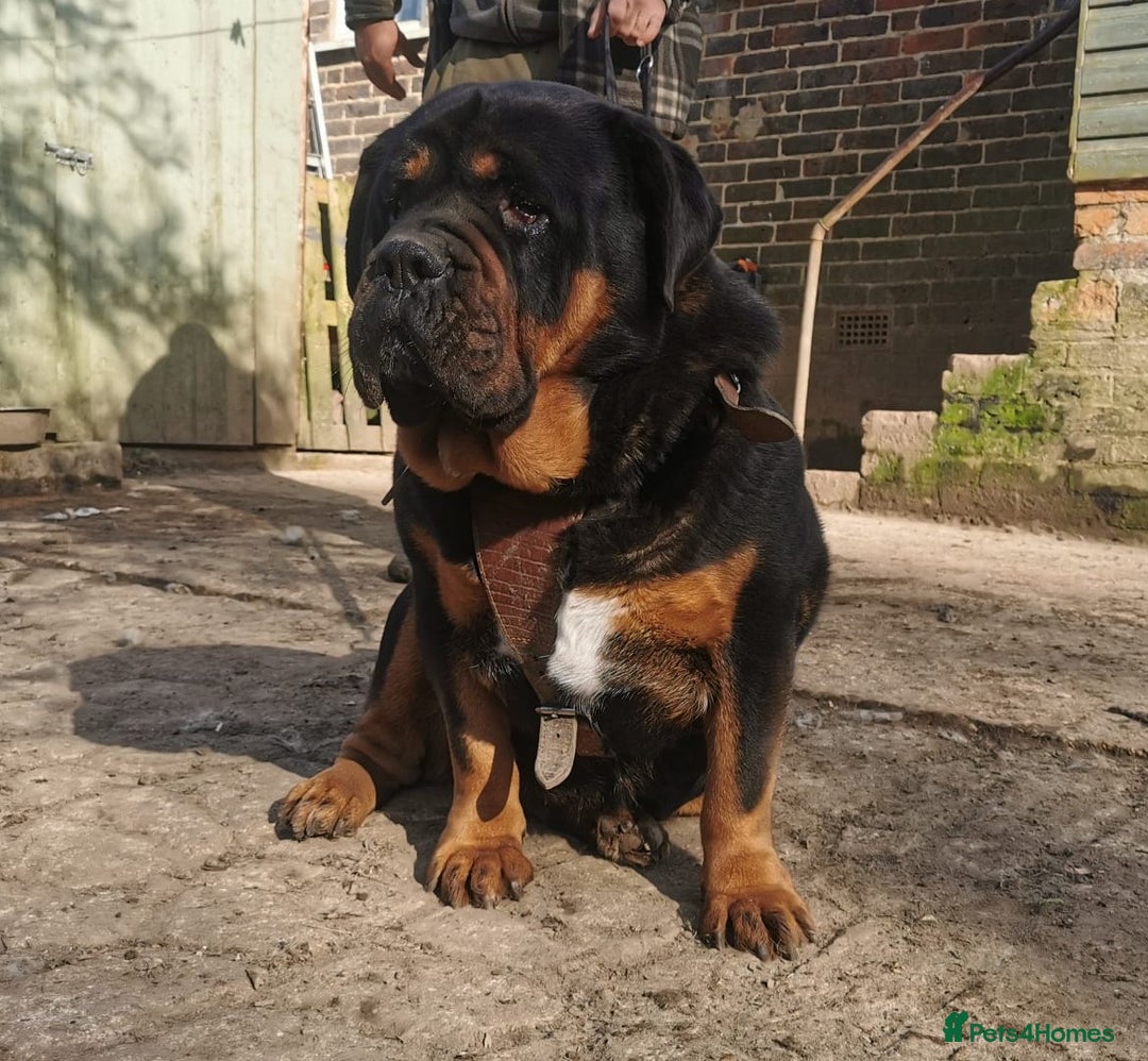 Mastiff dogs for sale: Beautiful female Mastiff  - Image 3