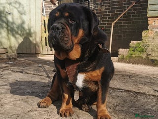 Mastiff dogs - Advert 2