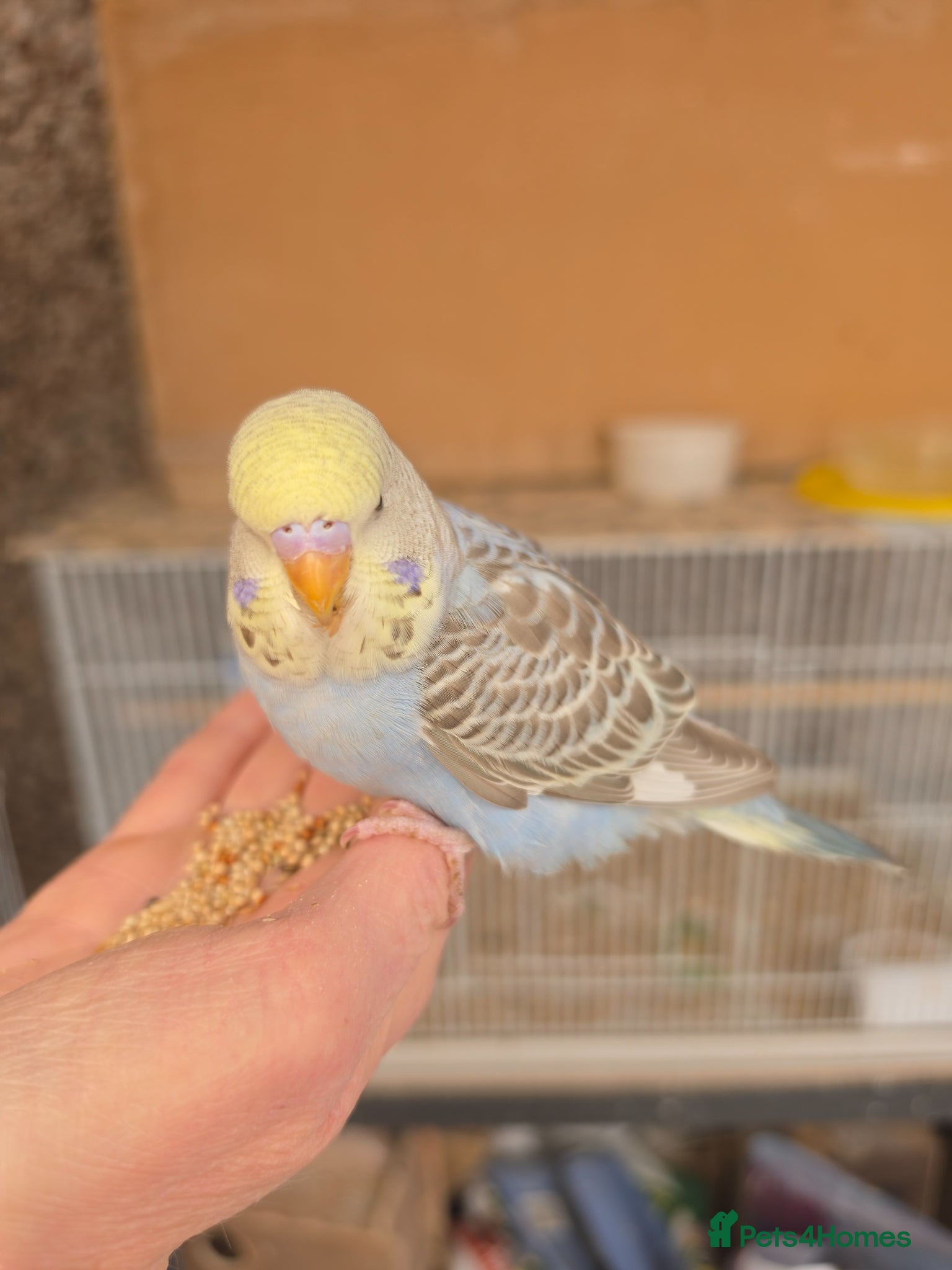 Budgerigars birds Hand tamed baby budgies for sale - Advert 12