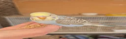 Budgerigars birds for sale: Hand tamed baby budgies for sale - Advert 1