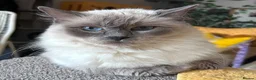 Ragdoll cats for sale: 😻 STUNNING MINK RAGDOLL KITTENS 😻 - Advert 9