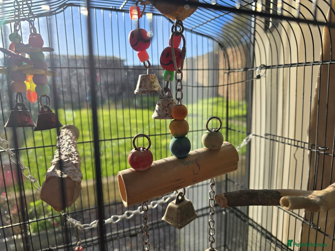 Budgerigars birds for sale: Budgie & Cage Set - Advert 9