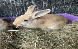 New Zealand rabbits for sale: 8 week old New Zealand Rabbits for sale - Image 3
